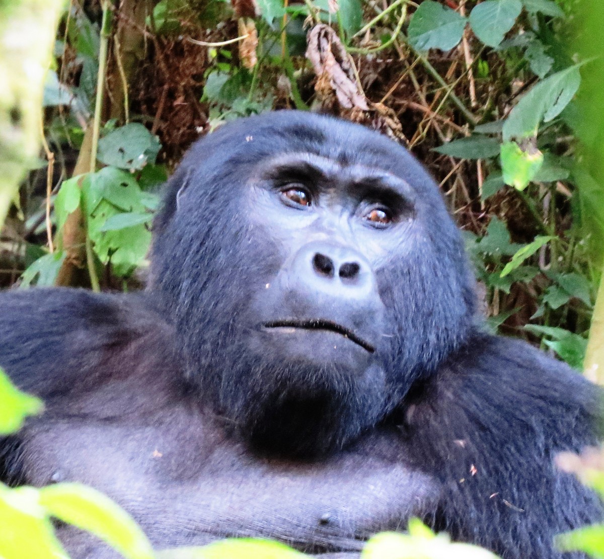 Mountain Gorilla - ML640358842