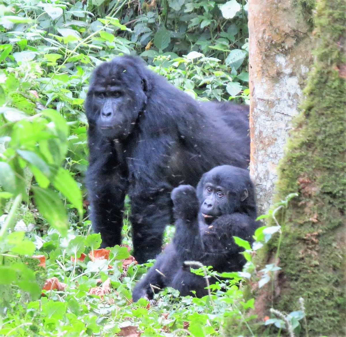 Mountain Gorilla - ML640358846