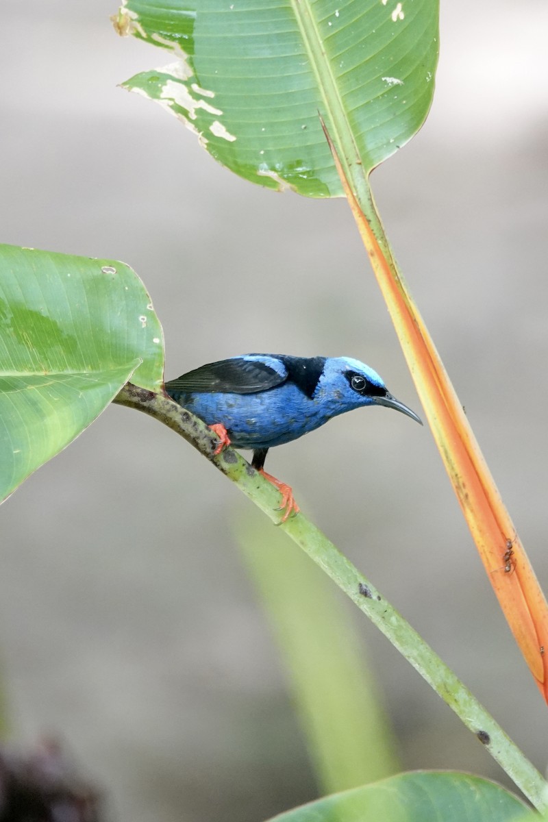 Red-legged Honeycreeper - ML640358867