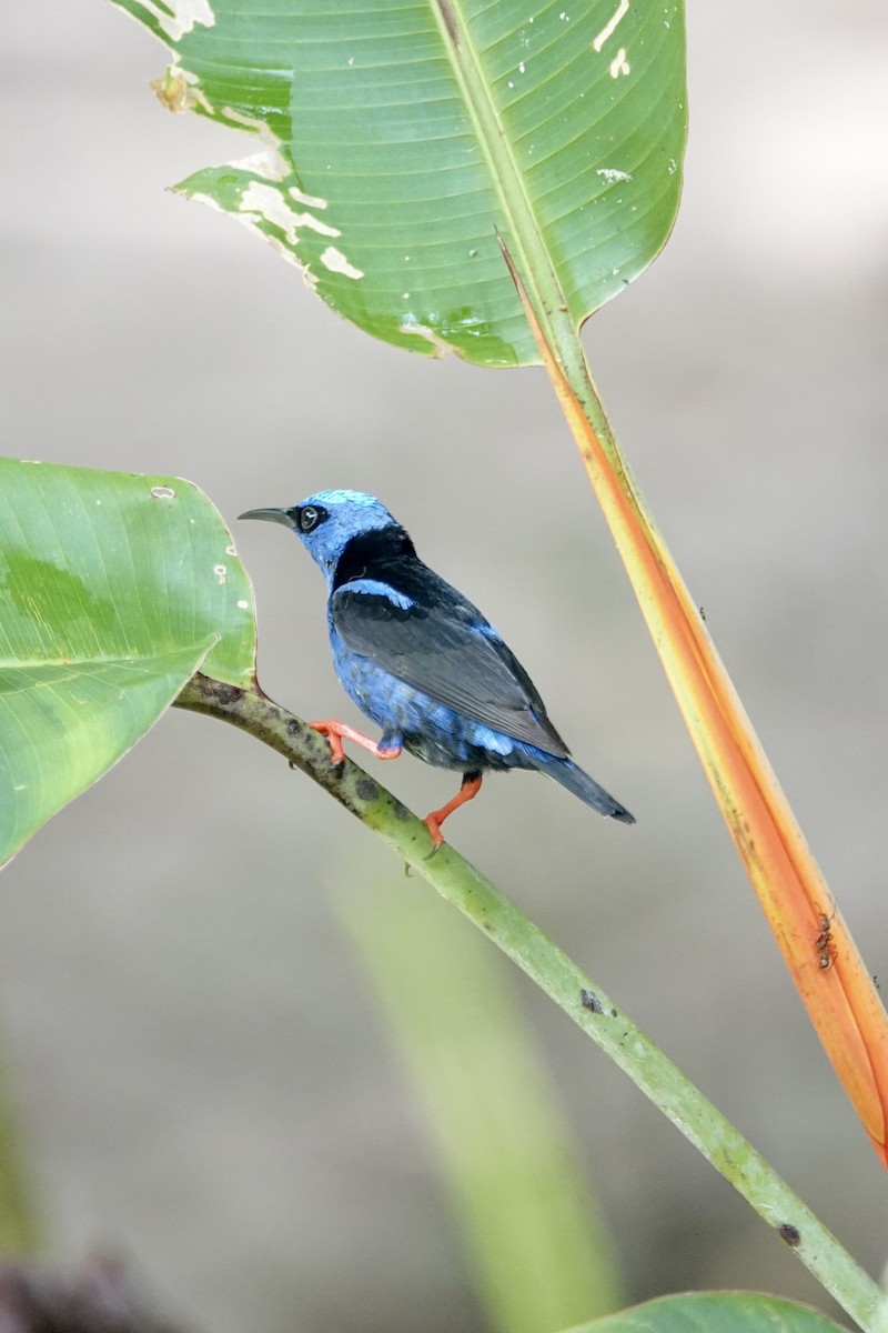 Red-legged Honeycreeper - ML640358868