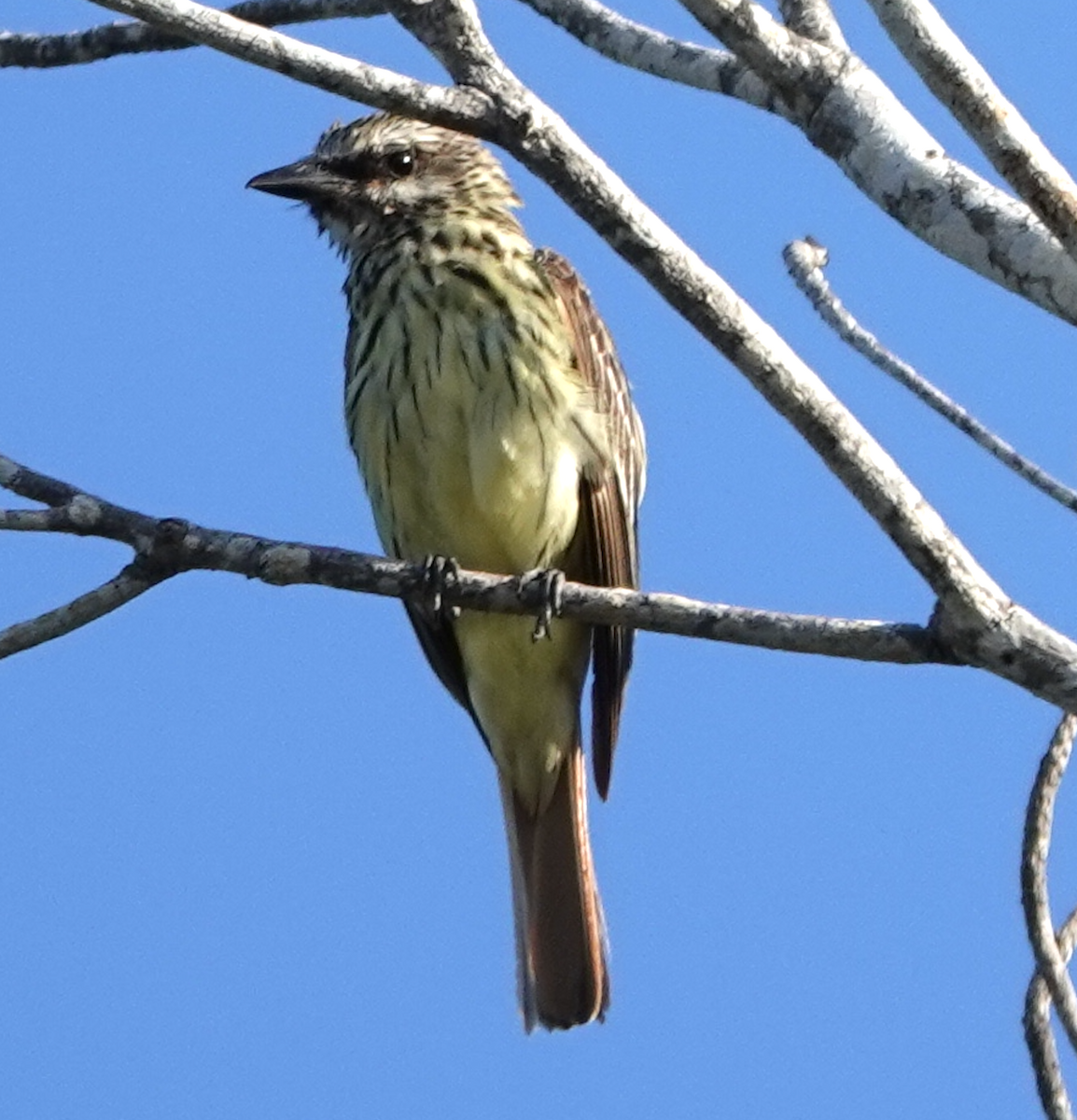 キバラブチタイランチョウ - ML640358883