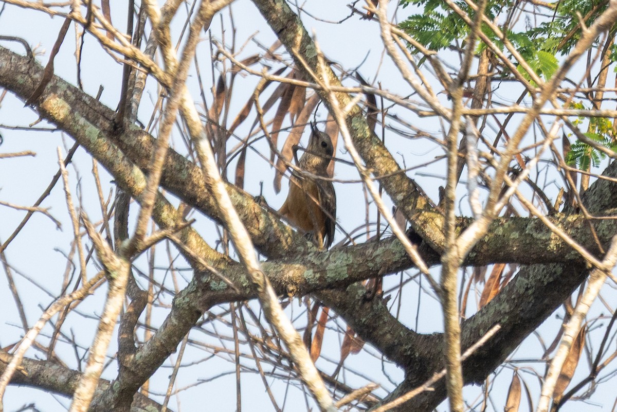 Fawn-breasted Bowerbird - ML640358890