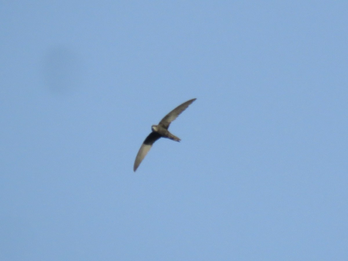 Common Swift - ML640358895