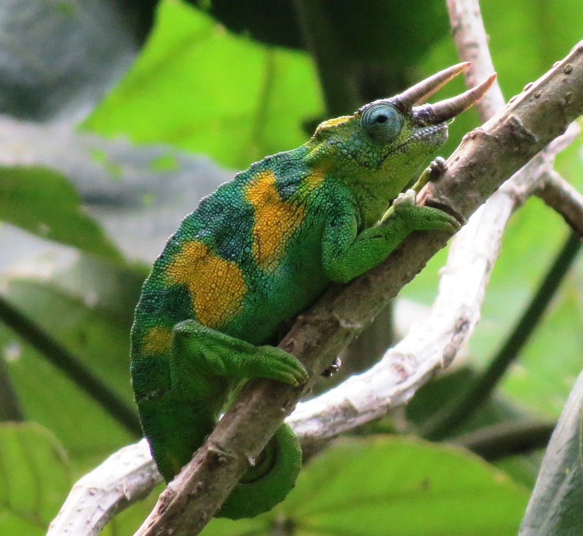 Johnston's Chameleon - ML640358937