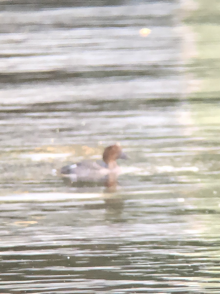 Quattrocchi - ML640359027