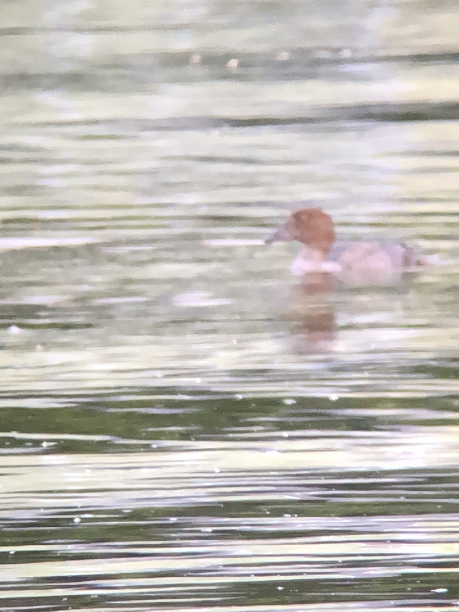 Quattrocchi - ML640359028