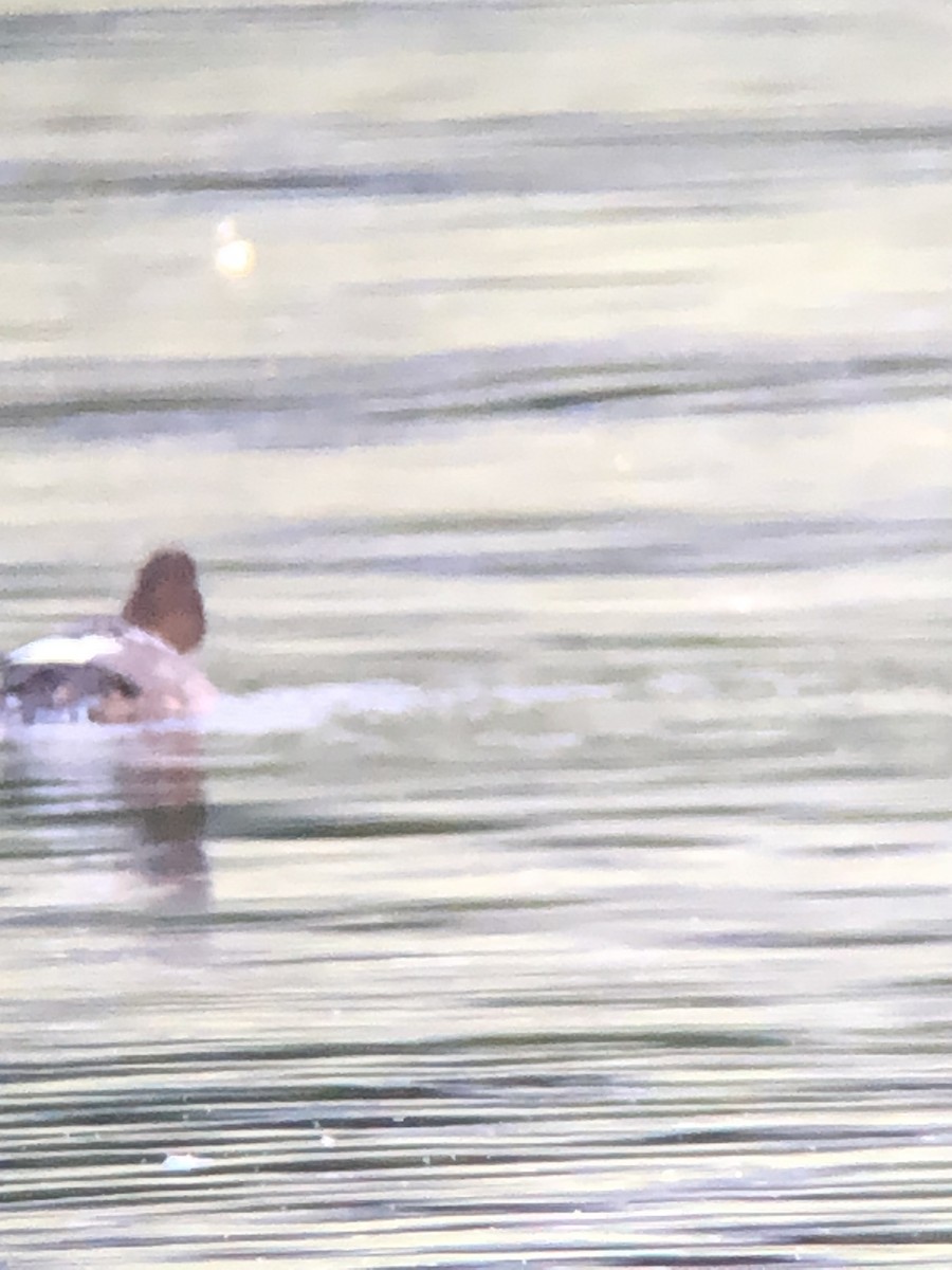 Quattrocchi - ML640359029