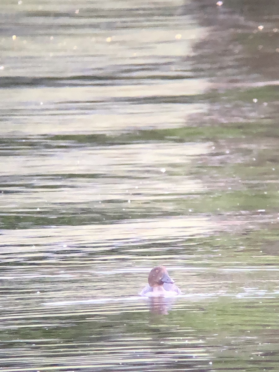 Quattrocchi - ML640359030