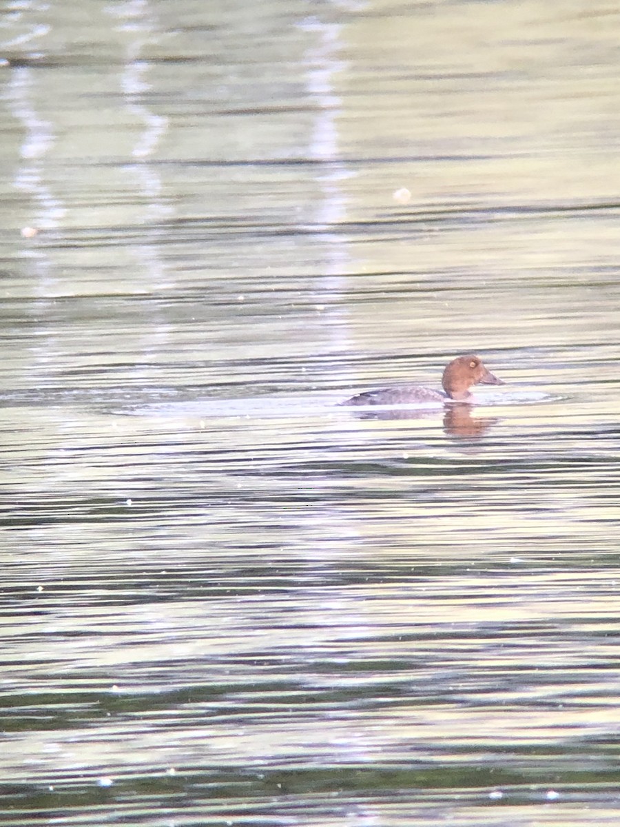 Quattrocchi - ML640359031