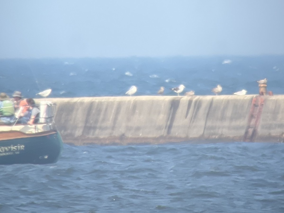 Kelp Gull - ML640359118