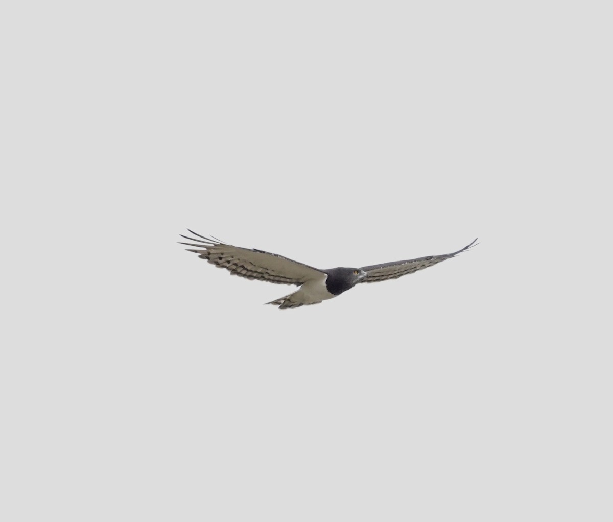Black-chested Snake-Eagle - ML640359158