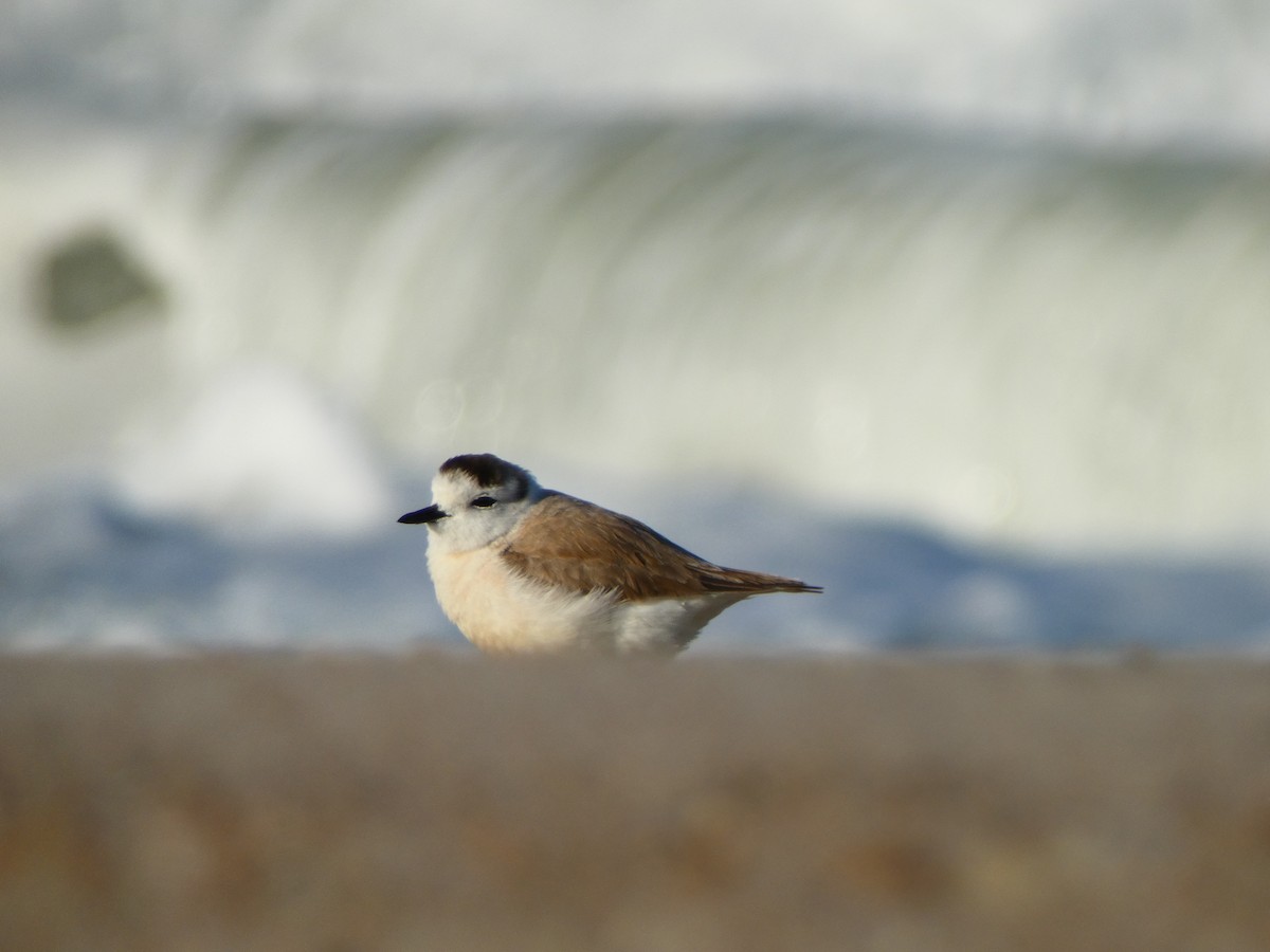 strandlo - ML640359167