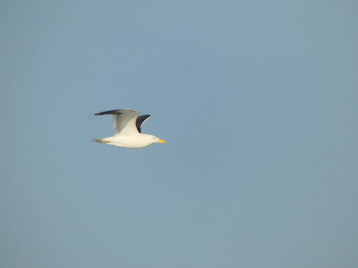 Kelp Gull (vetula) - ML640359173