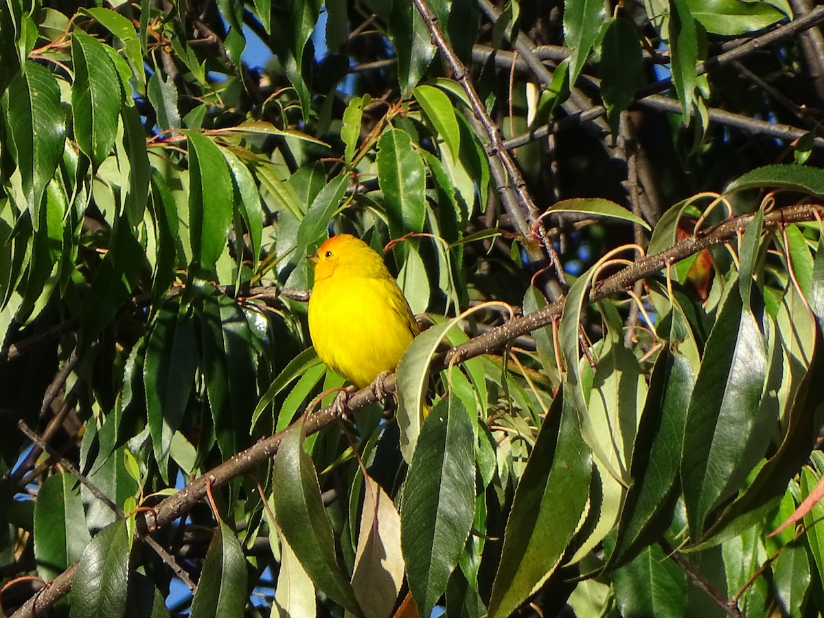 Saffron Finch - ML640359182