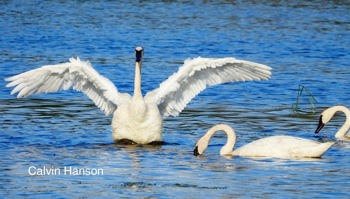 Trumpeter Swan - ML640359183
