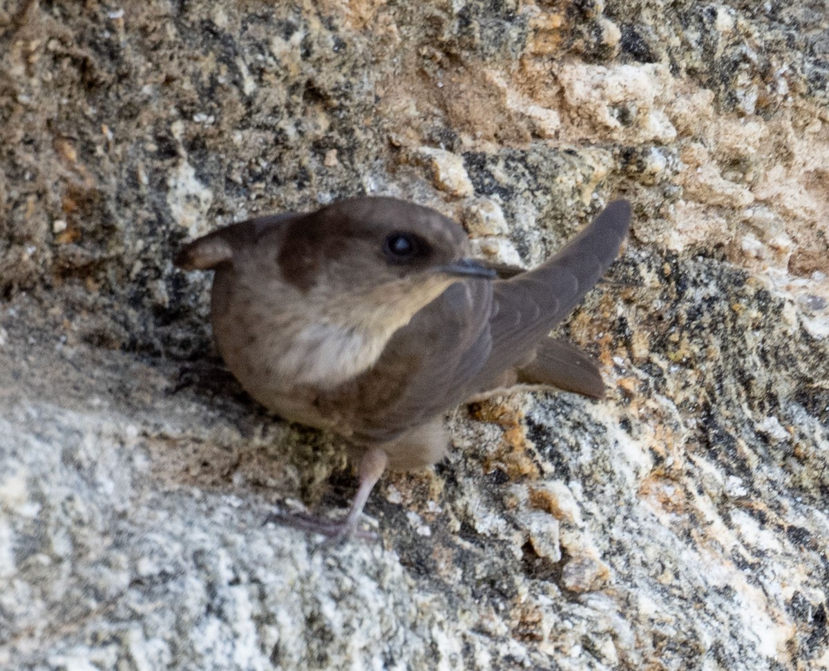 Dusky Crag-Martin - ML640359184