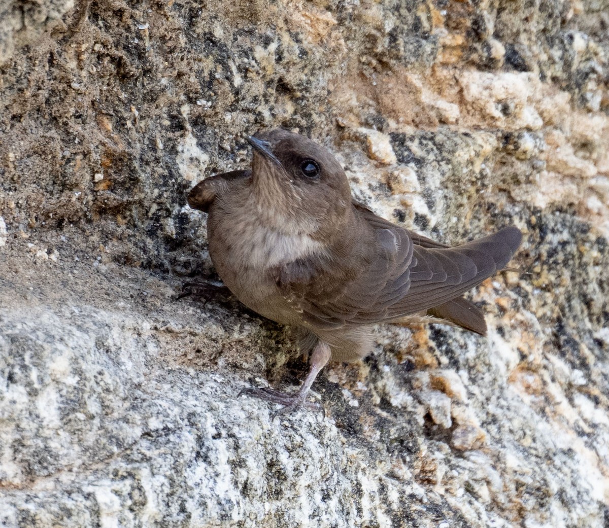 Dusky Crag-Martin - ML640359185