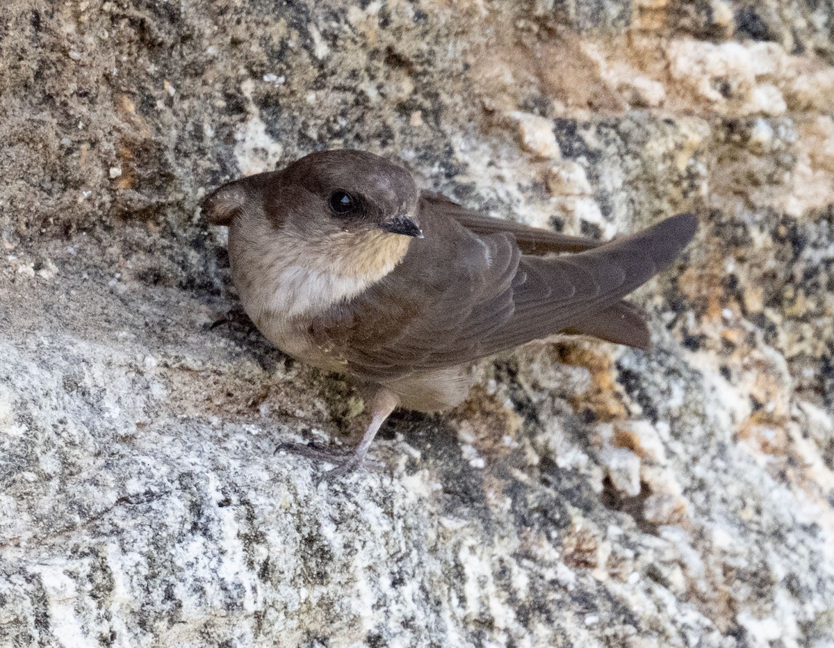 Dusky Crag-Martin - ML640359186
