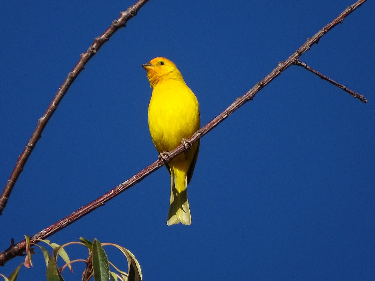 Saffron Finch - ML640359188
