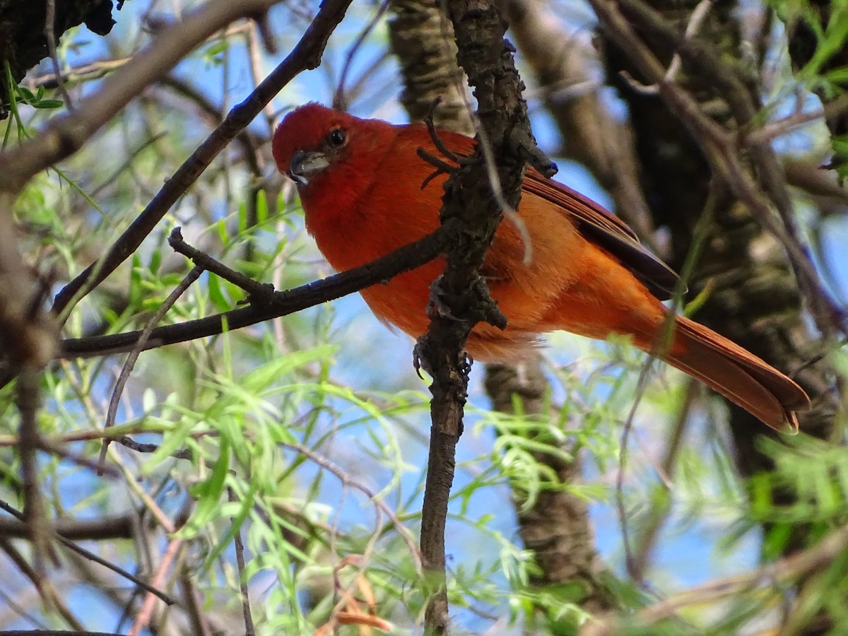 Hepatic Tanager - ML640359191