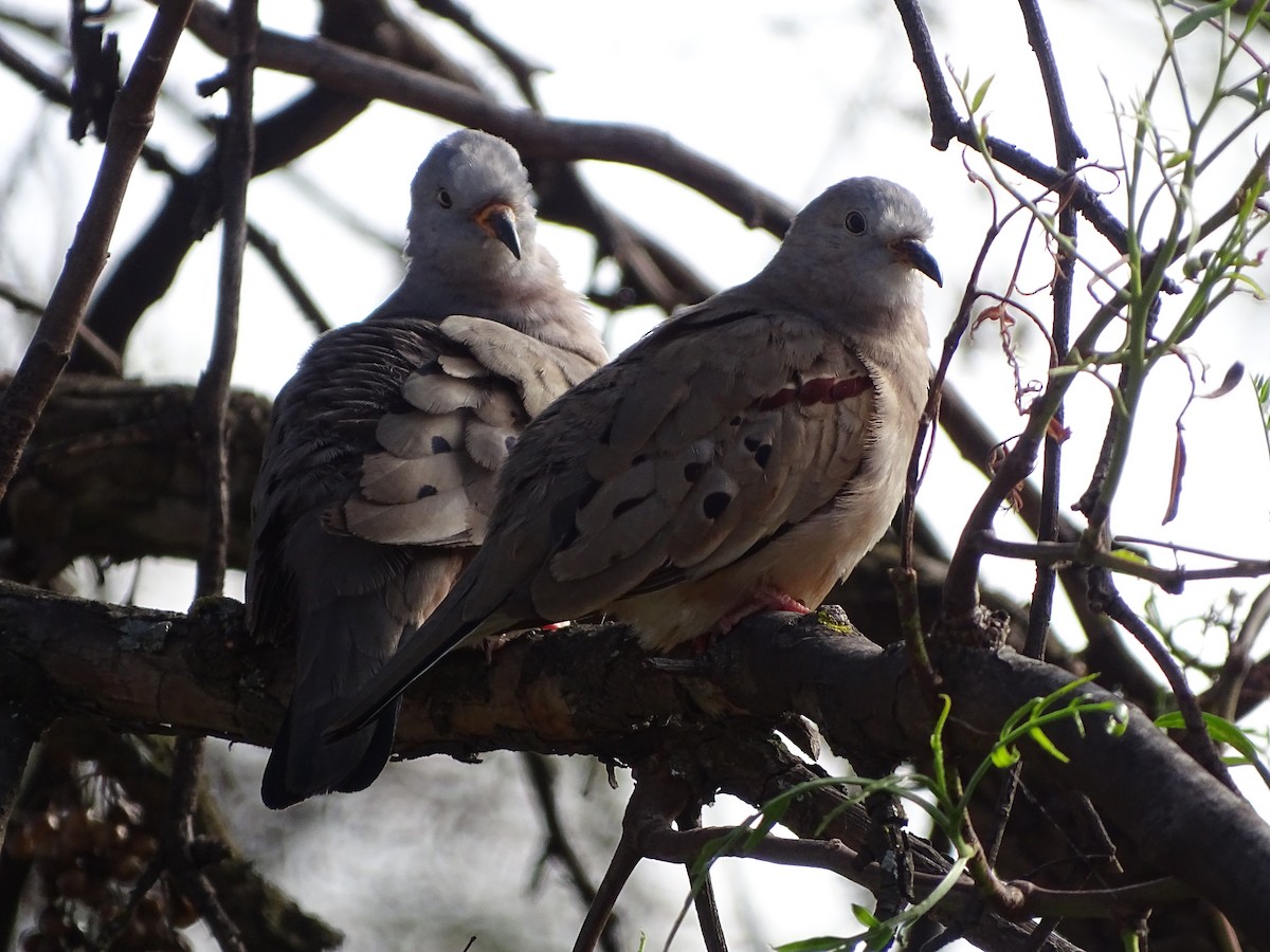 Croaking Ground Dove - ML640359192