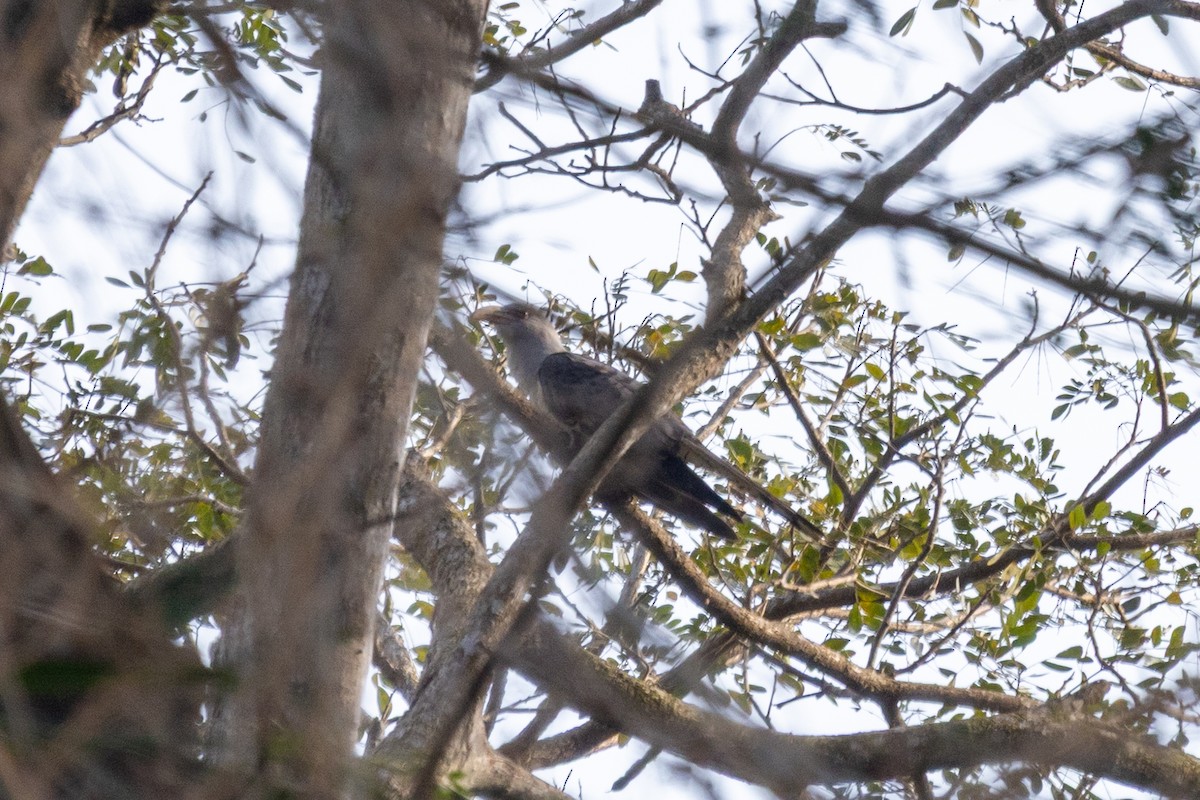 Channel-billed Cuckoo - ML640359193