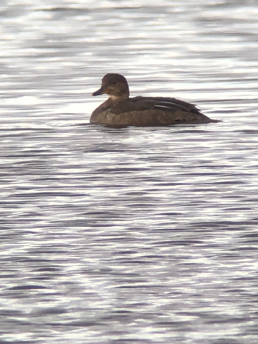 Smergo minore - ML640359197