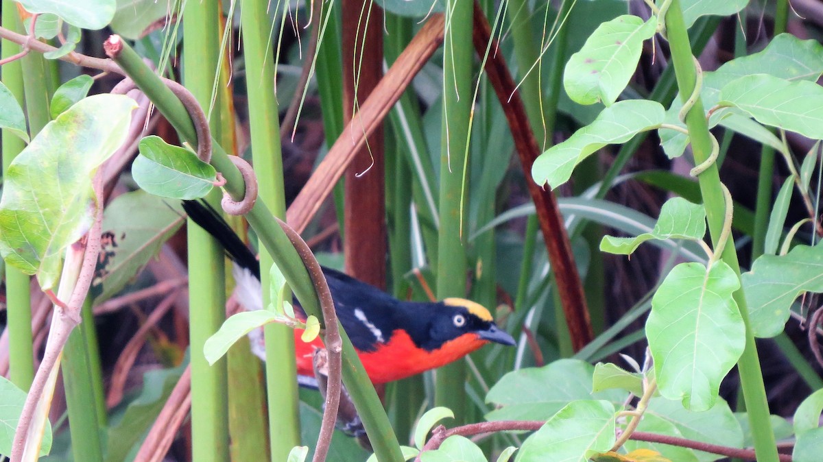 Papyrus Gonolek - ML640359284