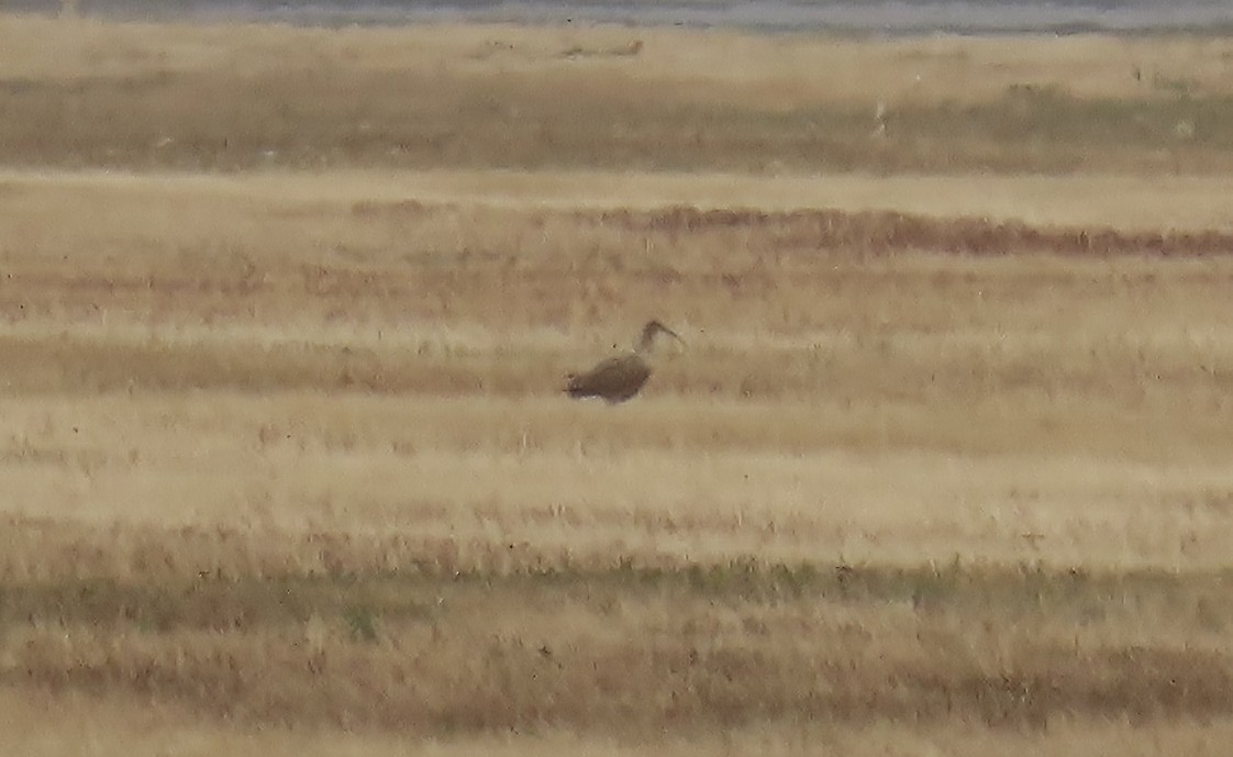 Long-billed Curlew - ML640359303