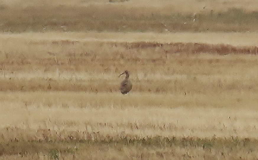 Long-billed Curlew - ML640359305