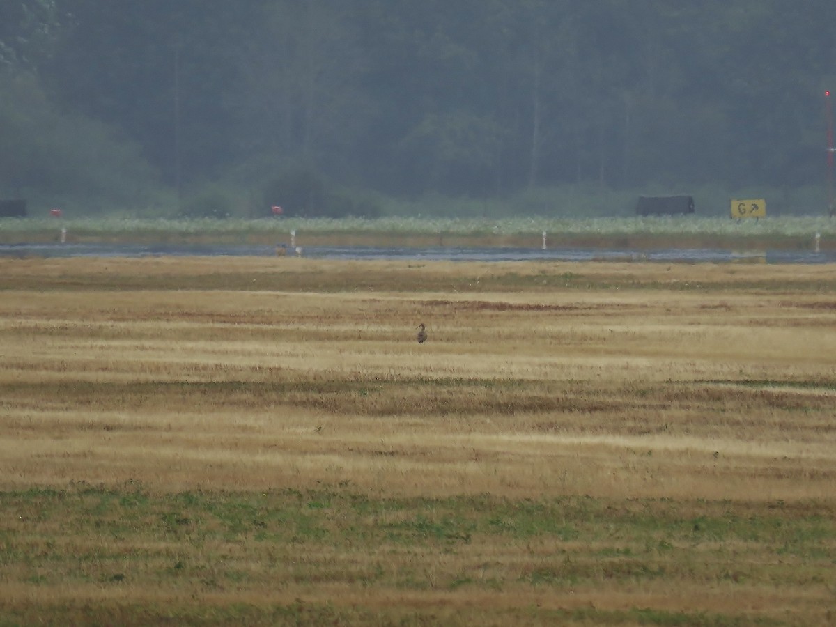 Long-billed Curlew - ML640359315