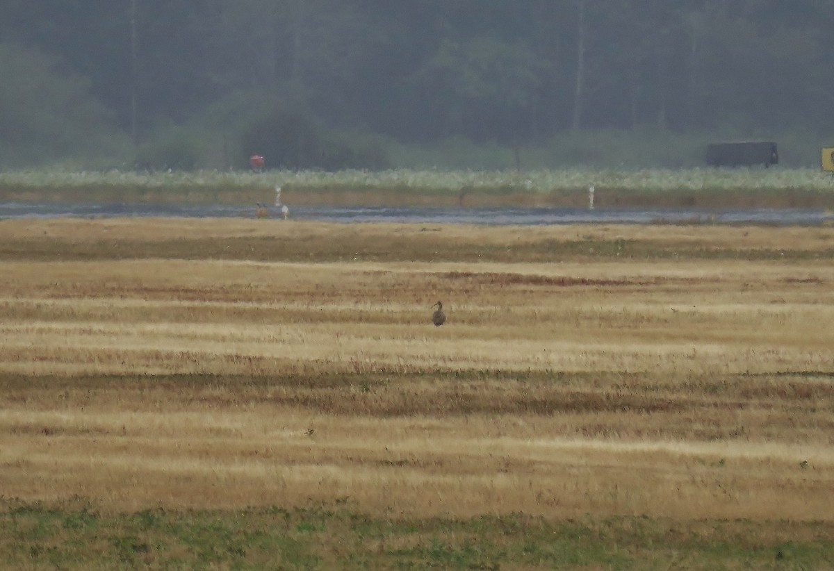 Long-billed Curlew - ML640359326
