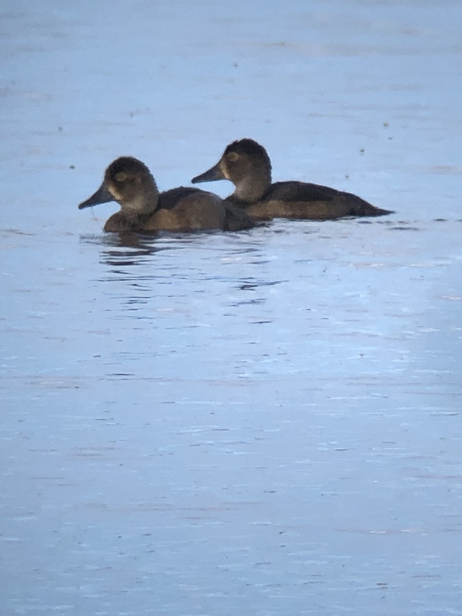 Lesser Scaup - ML640359378