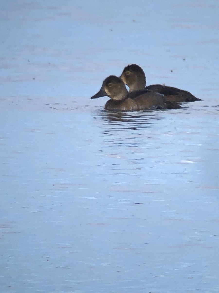 Lesser Scaup - ML640359379