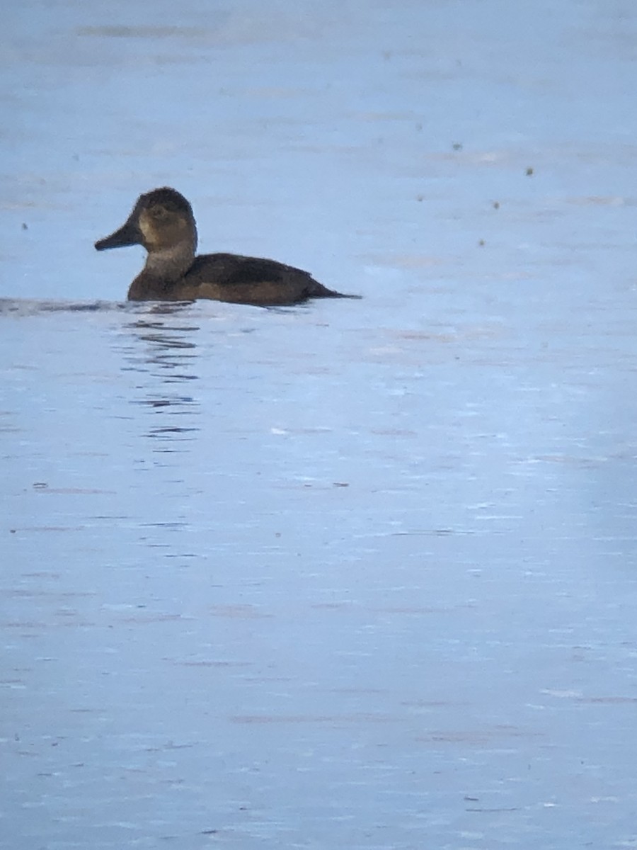 Lesser Scaup - ML640359380