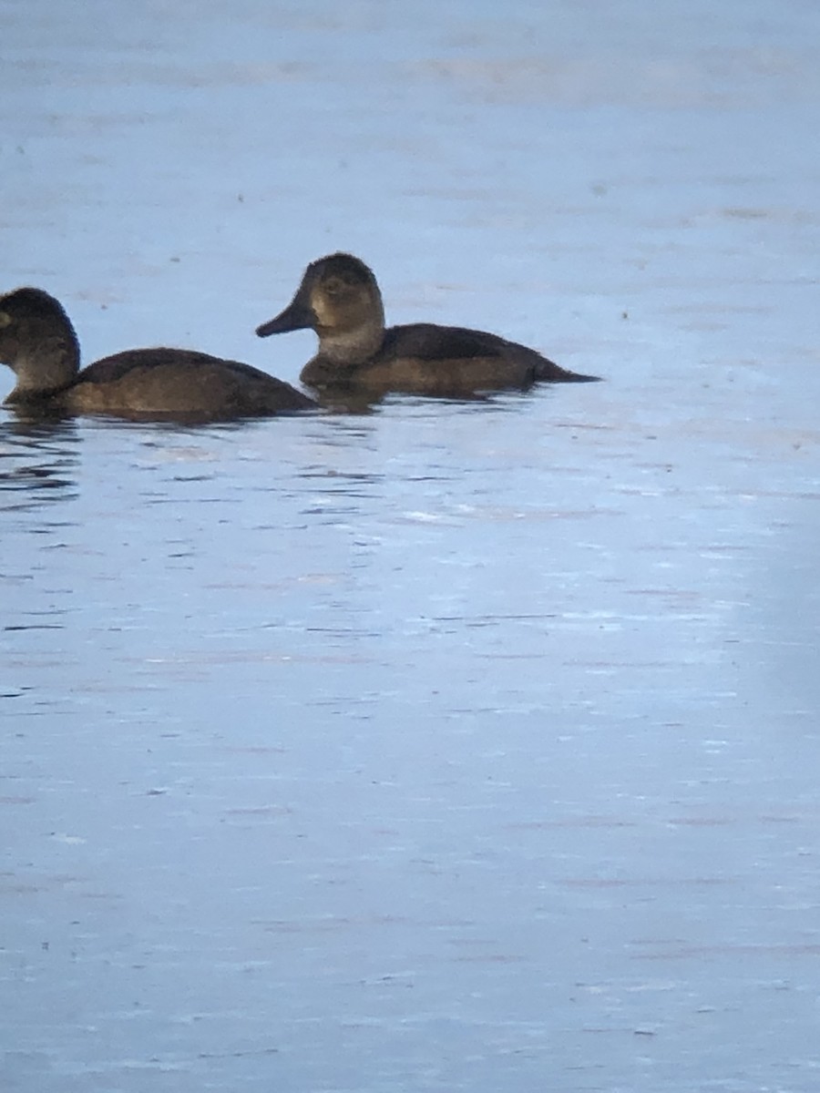 Lesser Scaup - ML640359381
