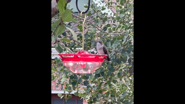 Black-chinned Hummingbird - ML640359395