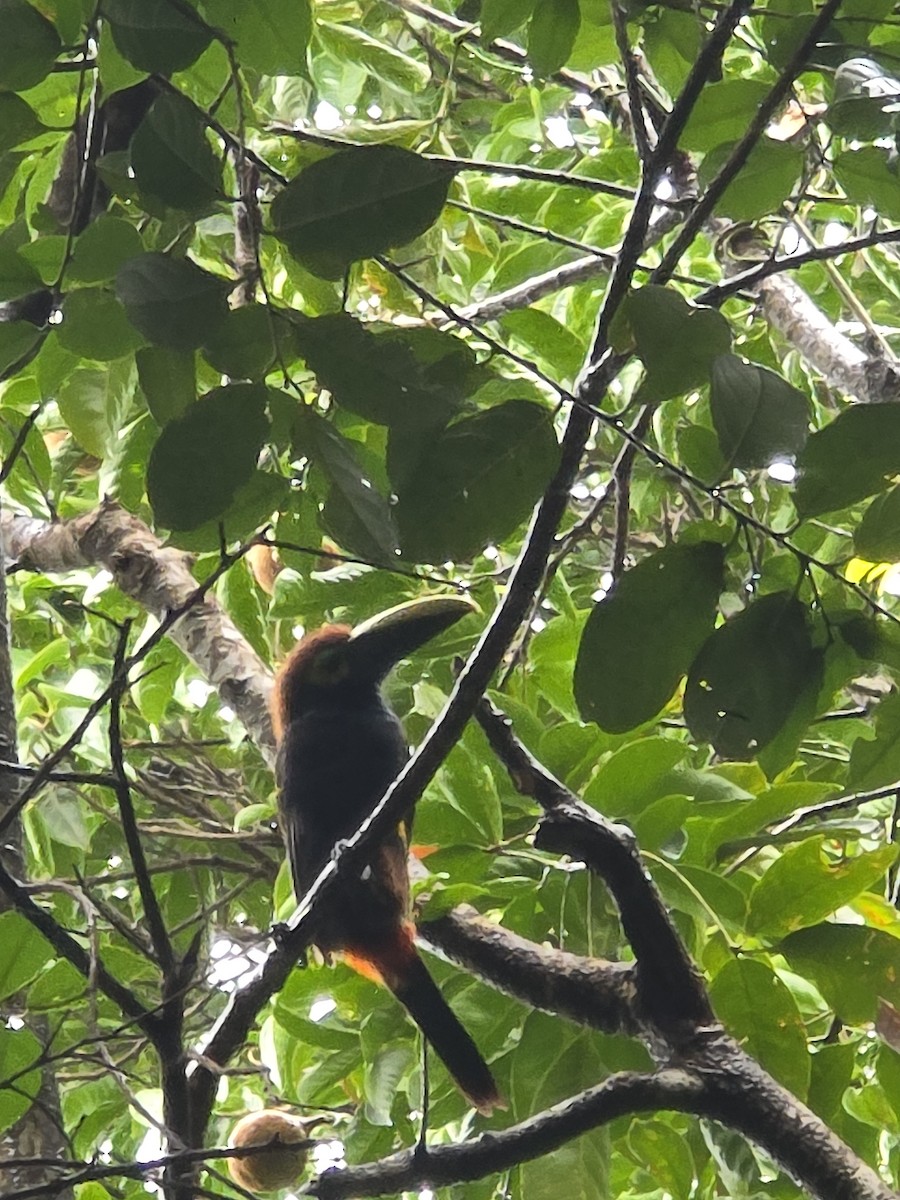 Yellow-eared Toucanet - ML640359400