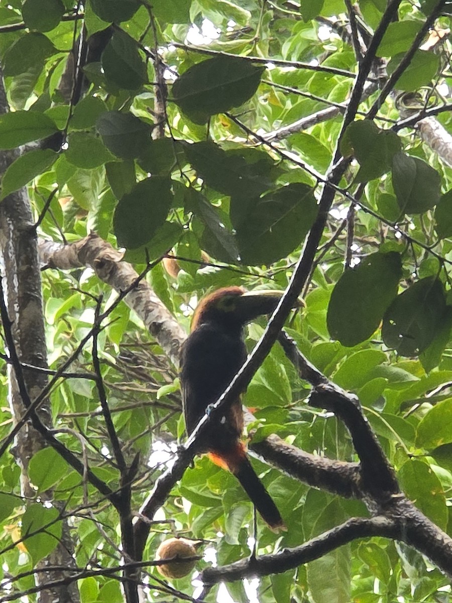 Yellow-eared Toucanet - ML640359401