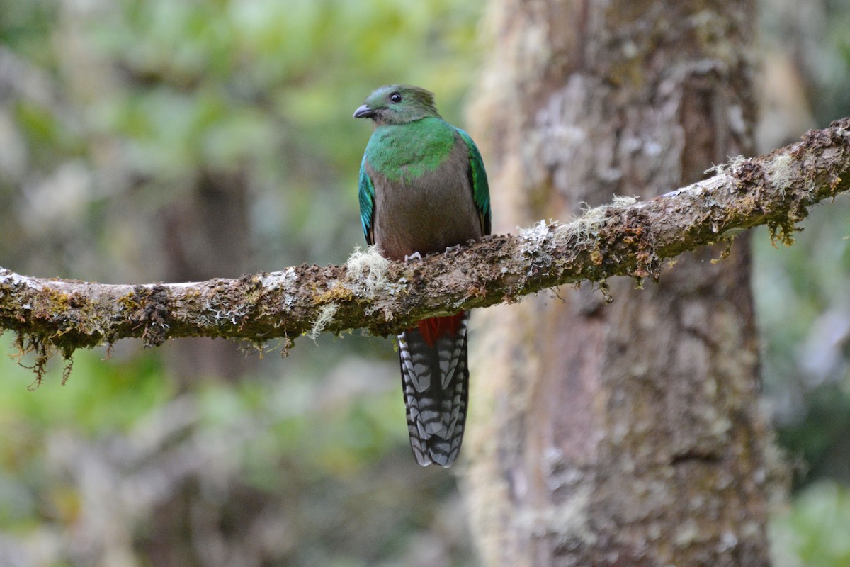 Quetzal Guatemalteco - ML64035941