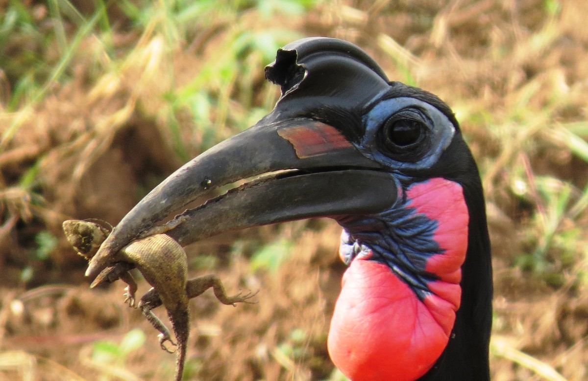 Abyssinian Ground-Hornbill - ML640359413