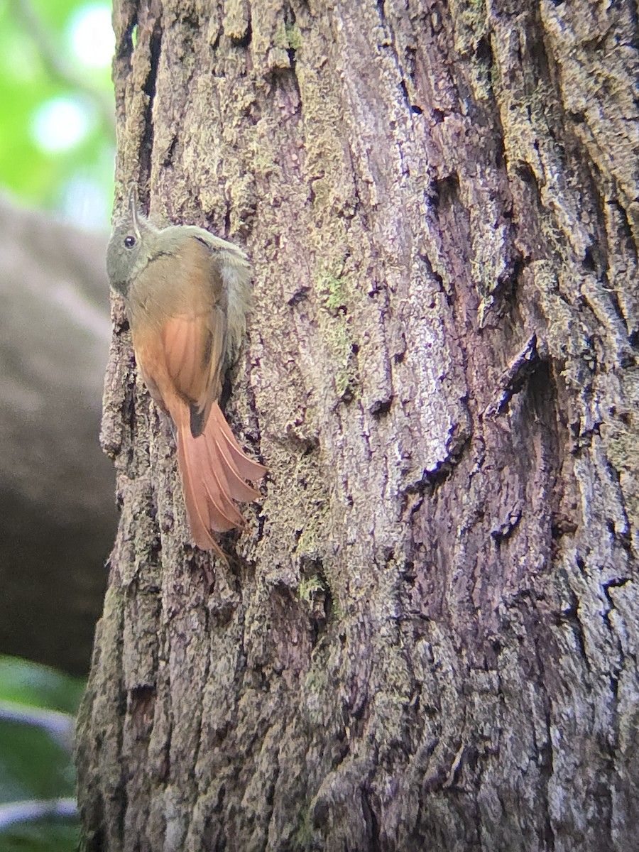 Olivaceous Woodcreeper - ML640359452