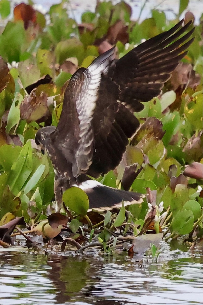 Snail Kite - ML640359454