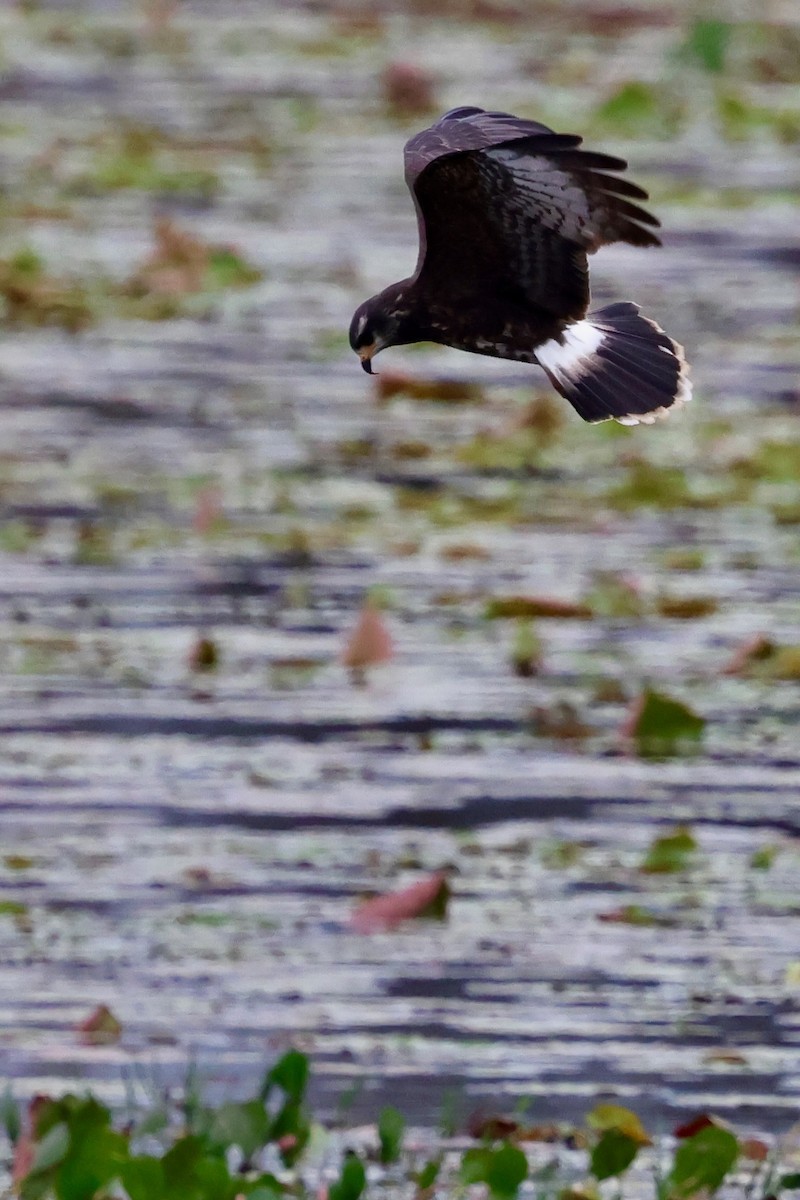 Snail Kite - ML640359455
