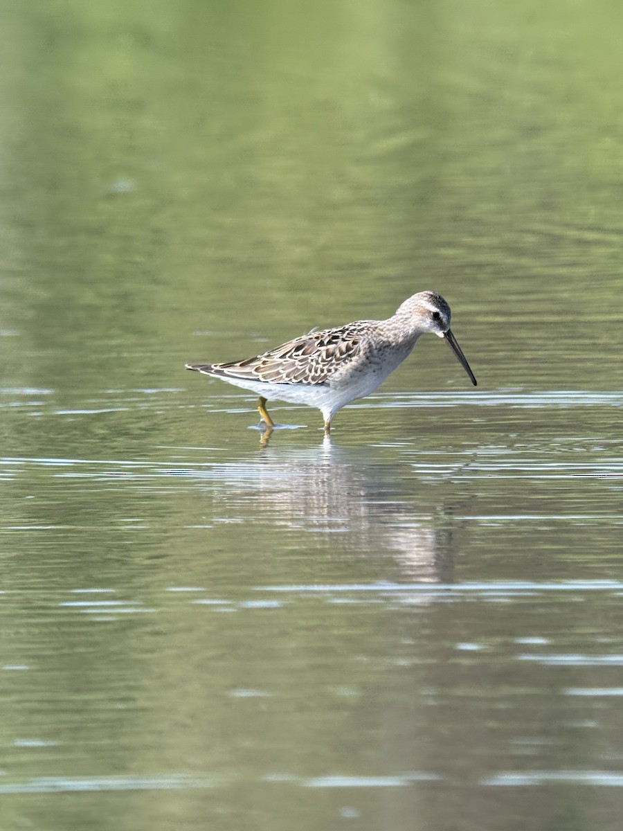 Stilt Sandpiper - ML640359562