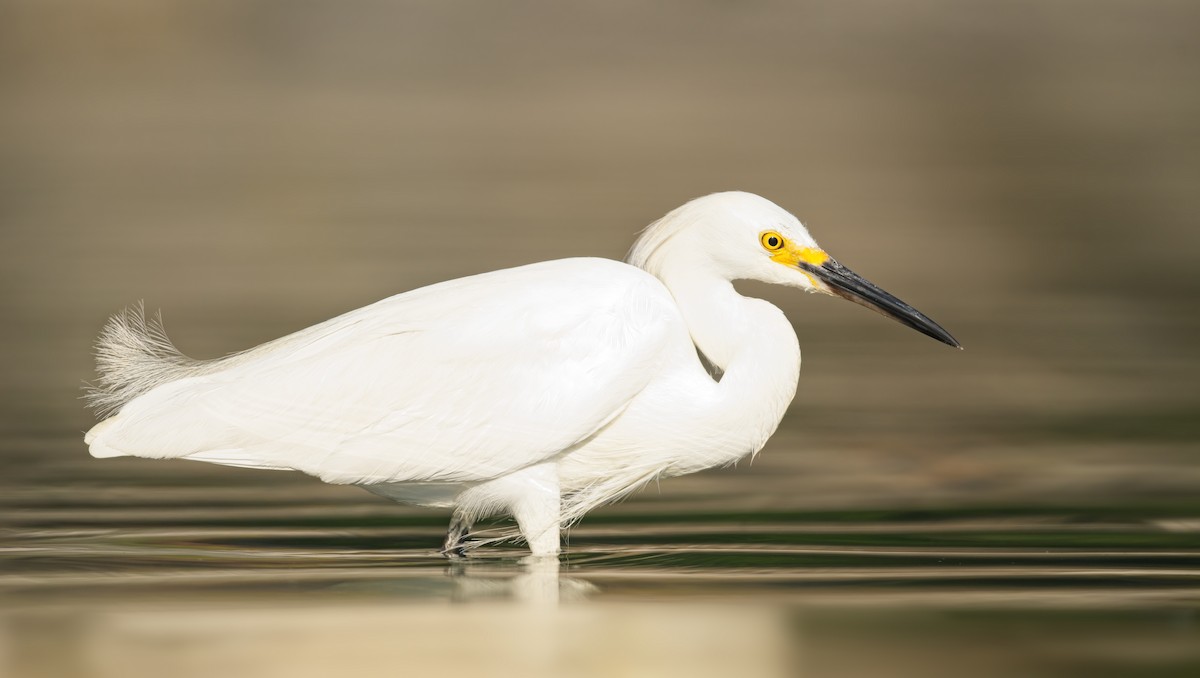 Snowy Egret - ML640359569