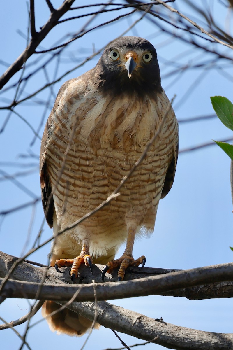 Roadside Hawk - ML640359613