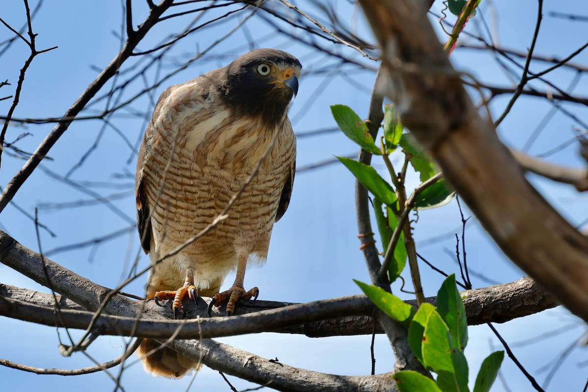 Roadside Hawk - ML640359614