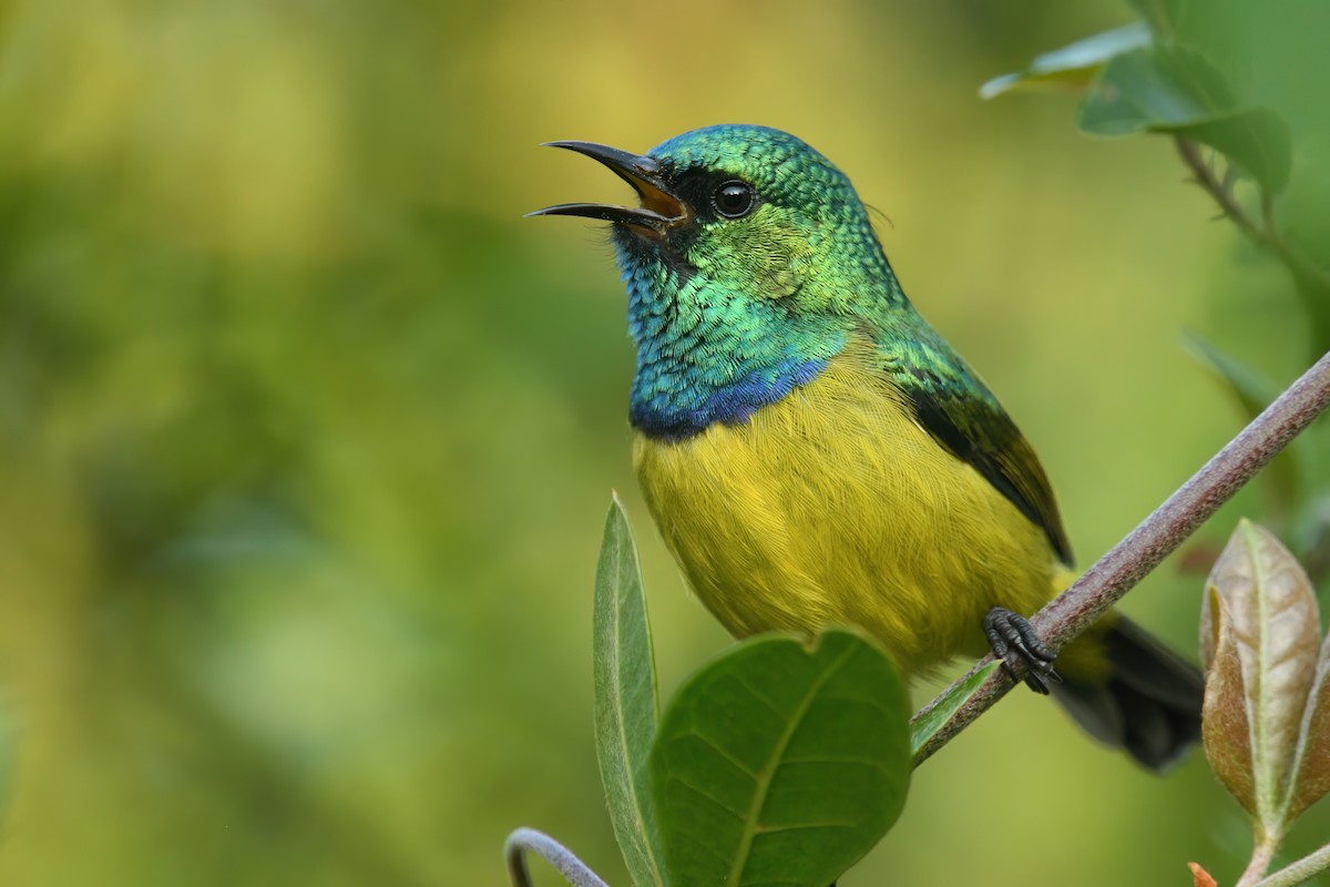 Collared Sunbird - ML640359648