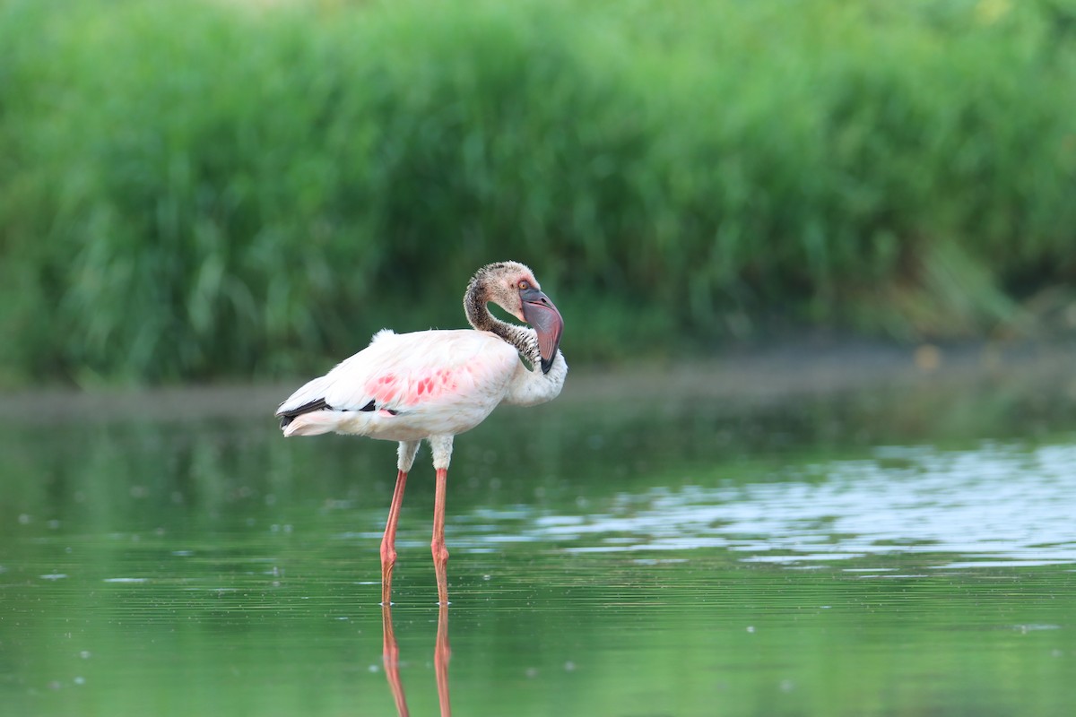Lesser Flamingo - ML640359649